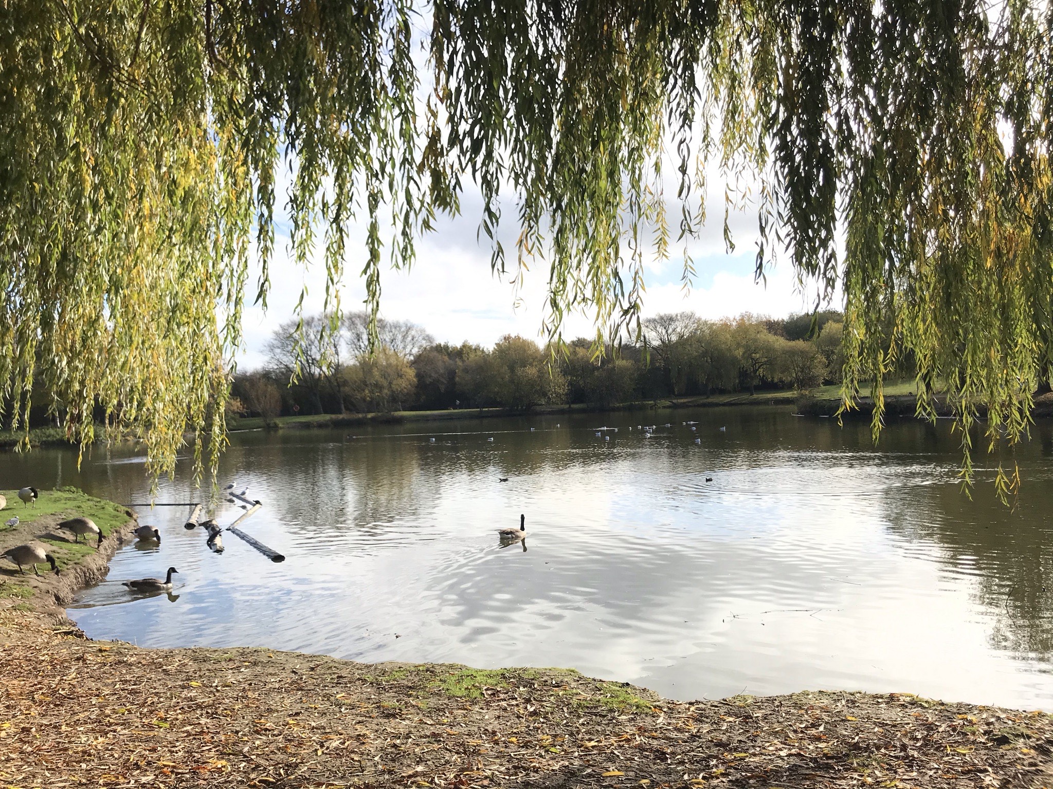 Swanley Park