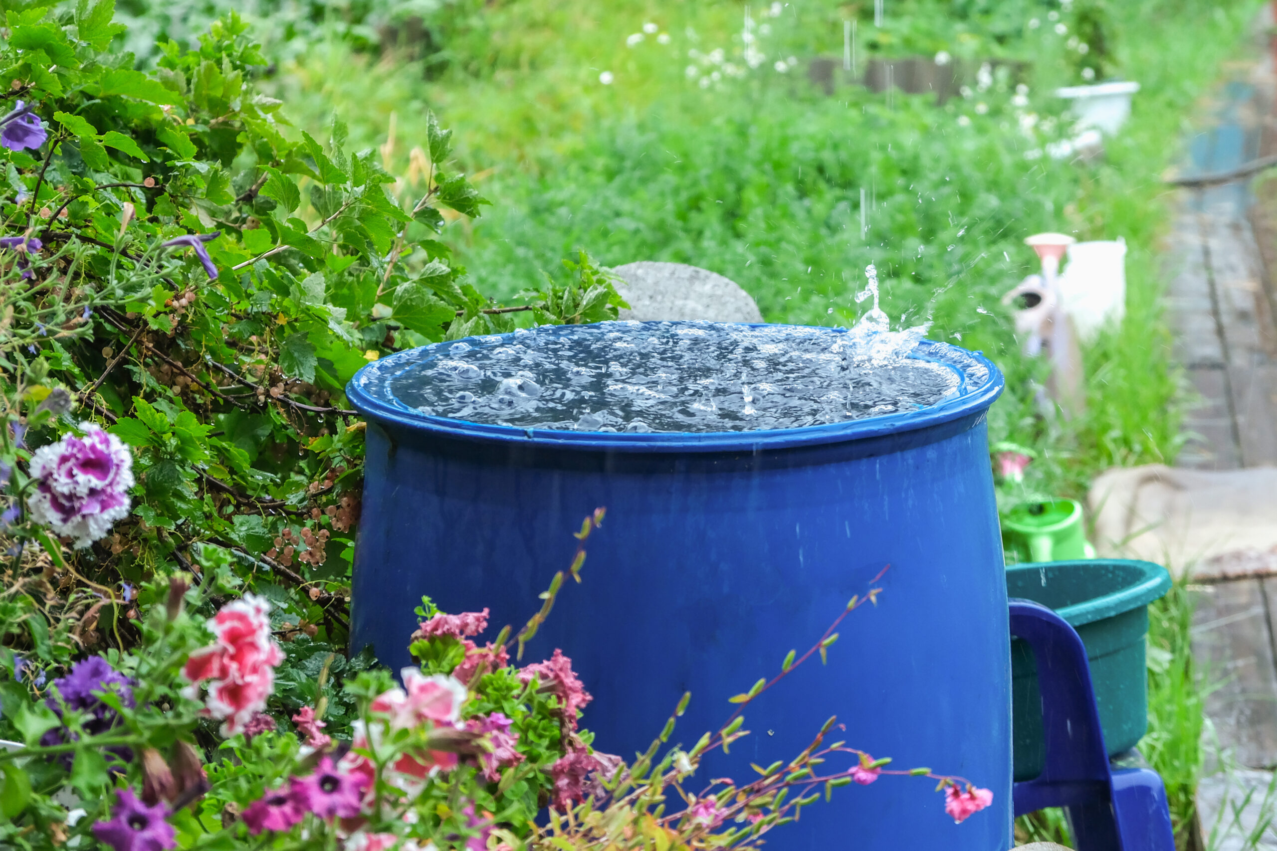 A blue water butt being filled by rain